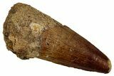 Fossil Spinosaurus Tooth - Feeding Worn Tip #340611-1